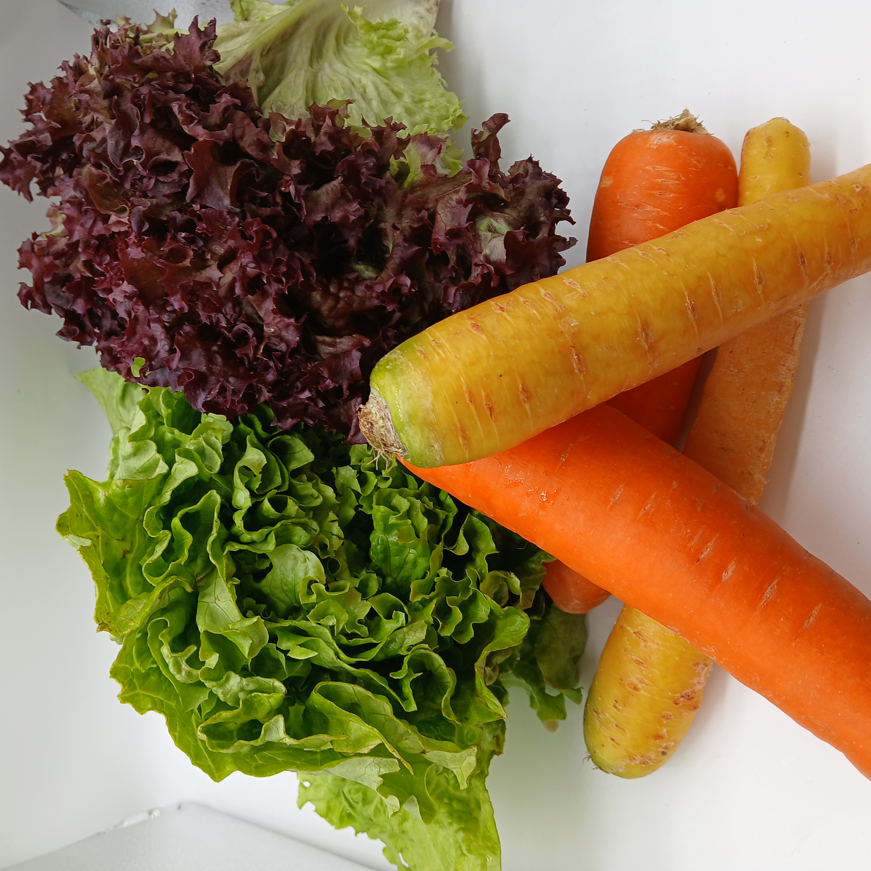 meal image