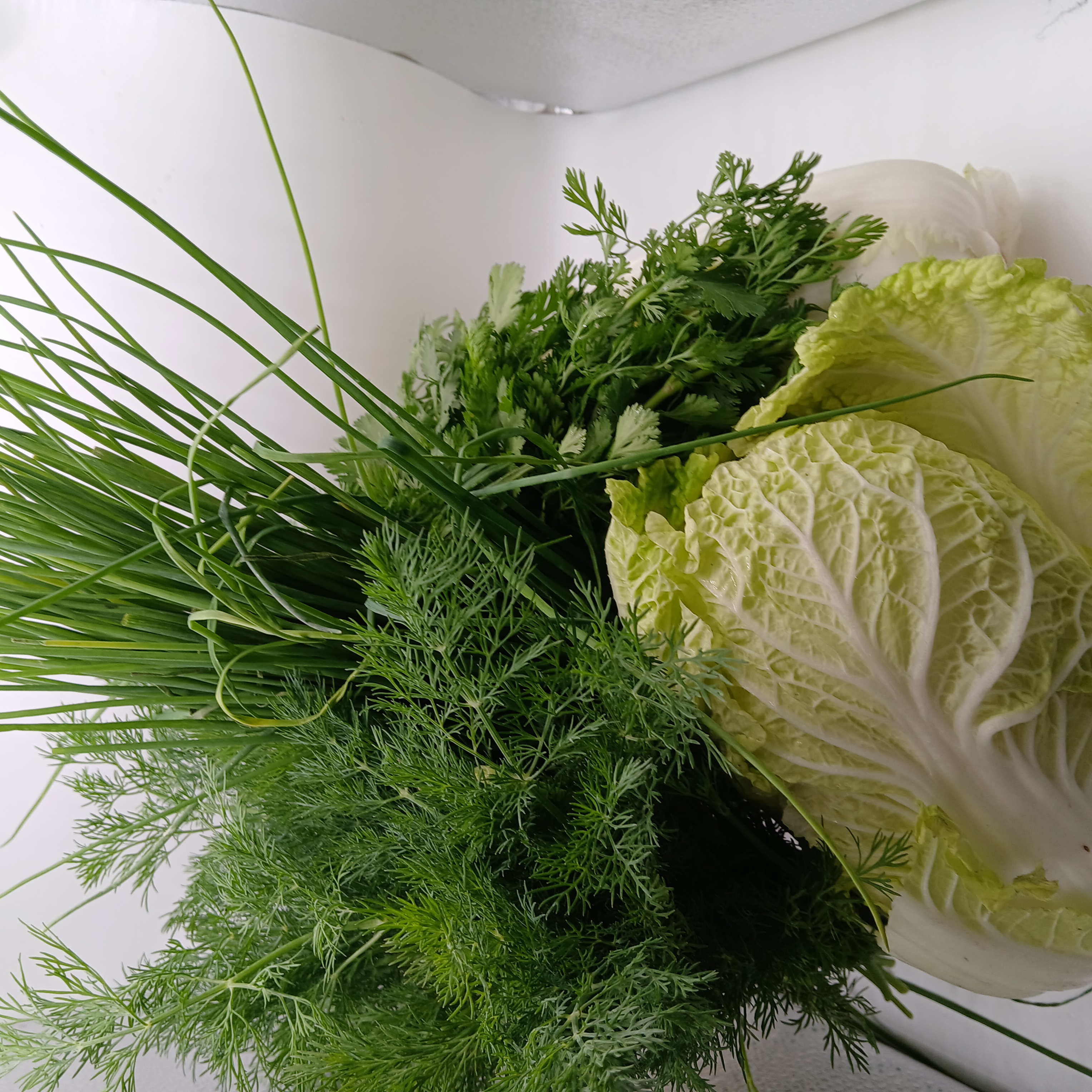meal image