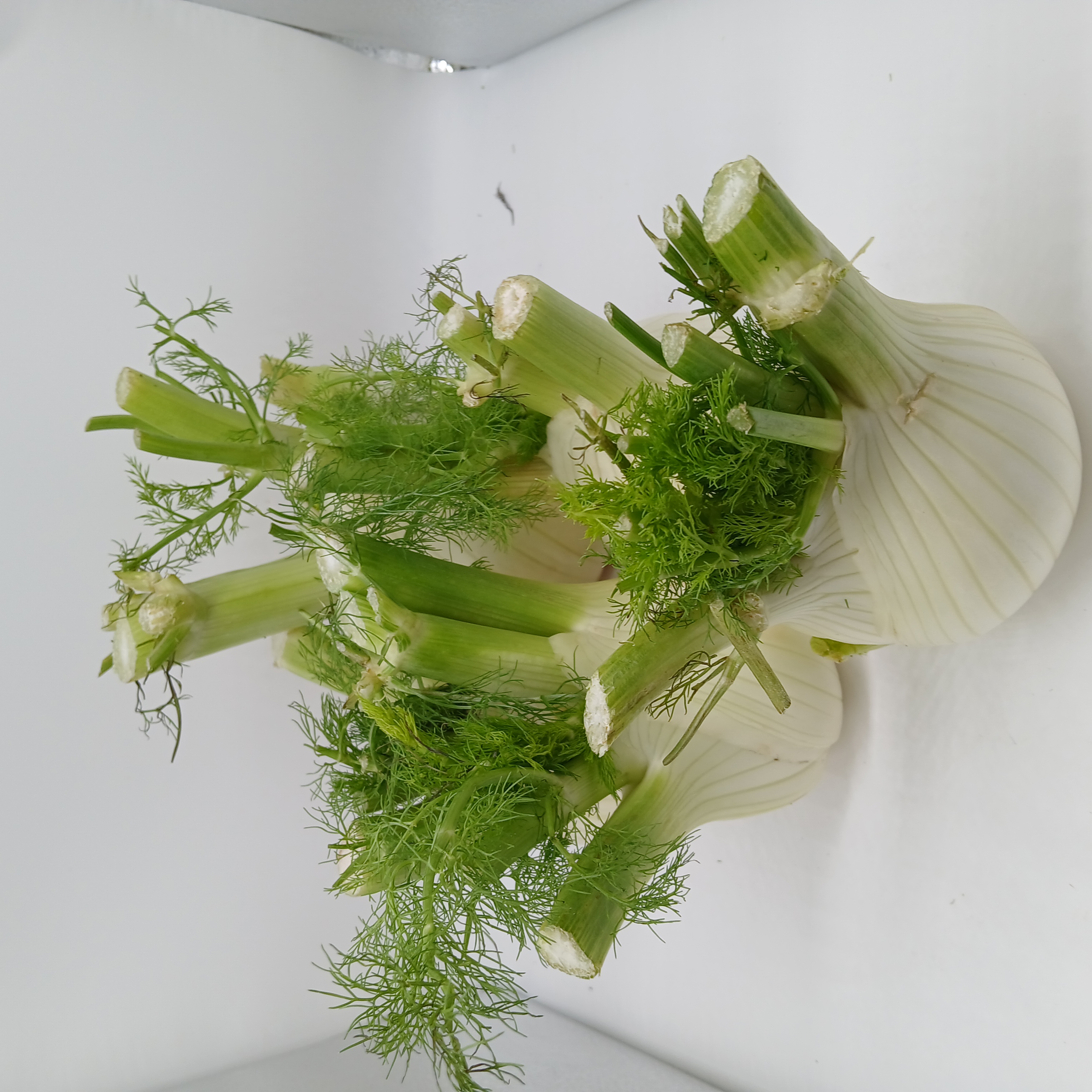 meal image